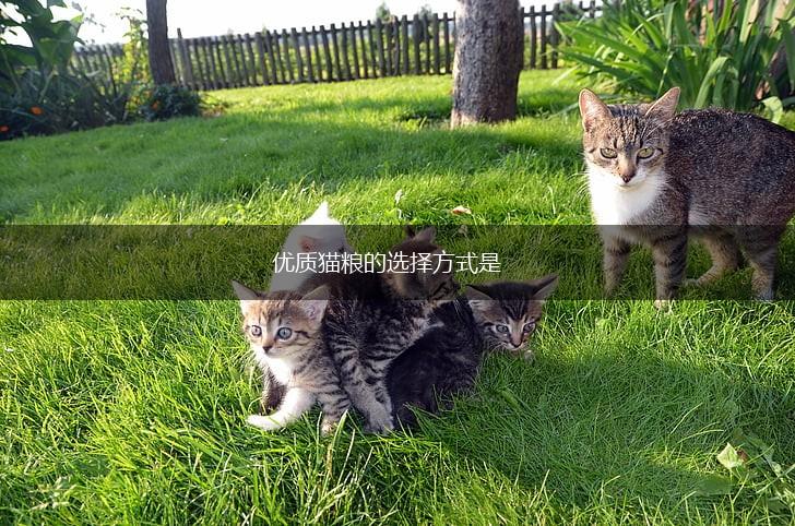 优质猫粮的选择方式是,第1张