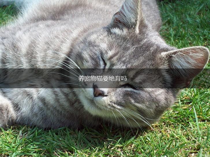 养宠物猫要绝育吗,第1张