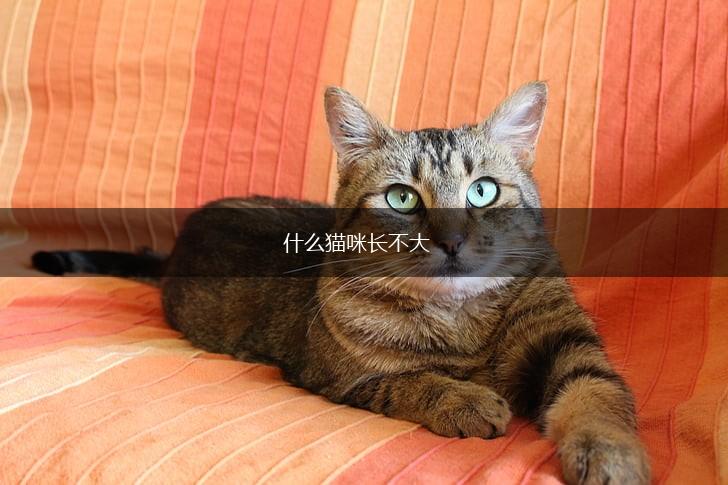 什么猫咪长不大,第1张
