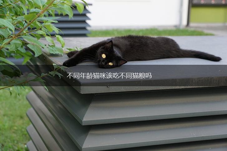 不同年龄猫咪该吃不同猫粮吗,第1张