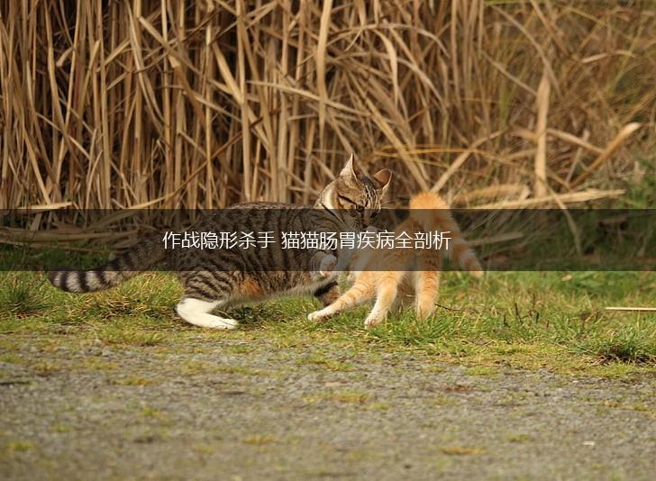 作战隐形杀手 猫猫肠胃疾病全剖析,第1张