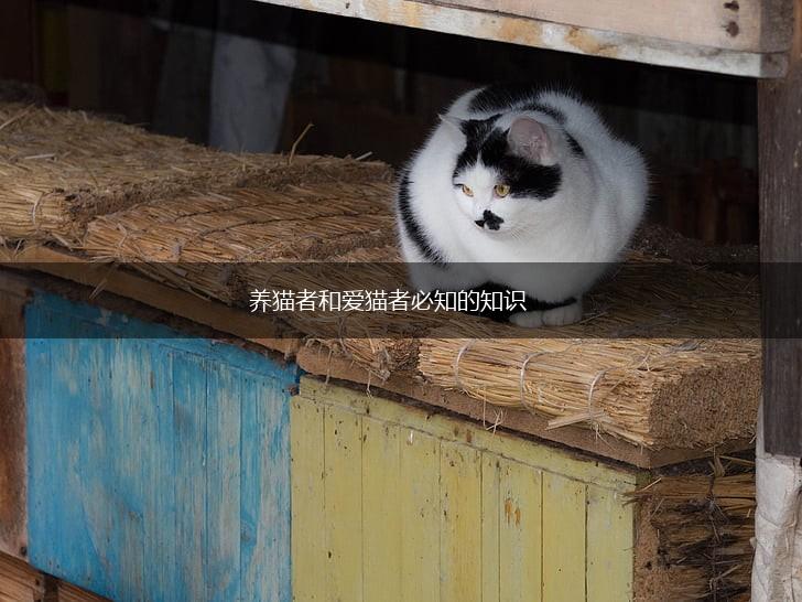 养猫者和爱猫者必知的知识,第1张
