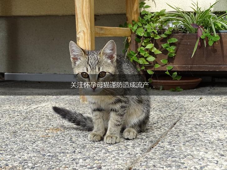 关注怀孕母猫谨防造成流产,第1张