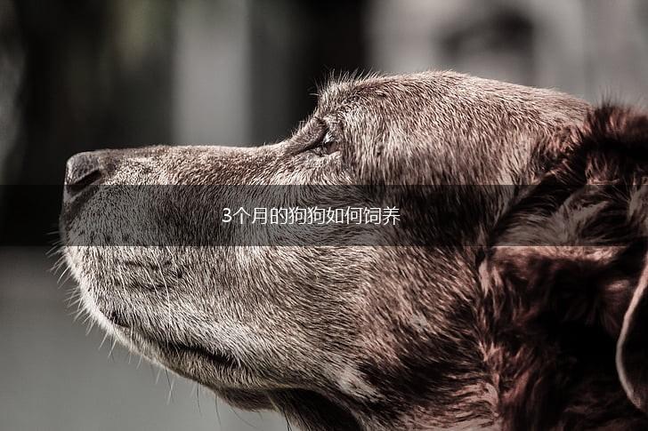 3个月的狗狗如何饲养,第1张