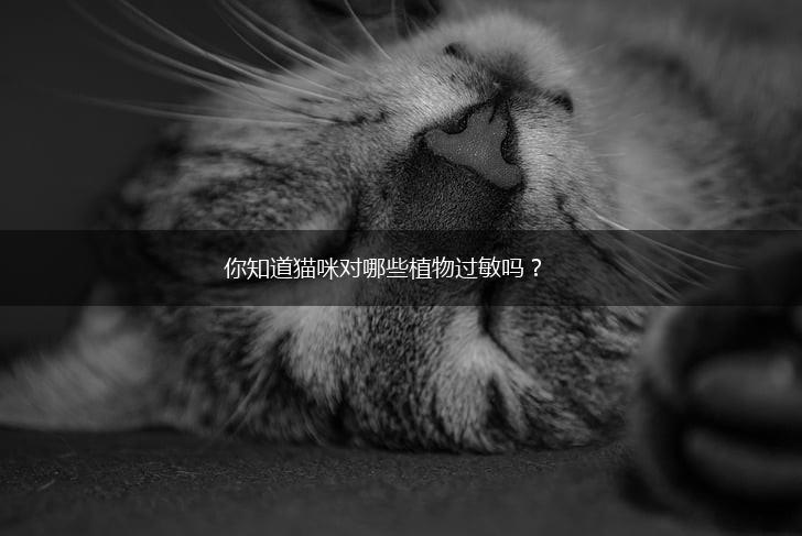 你知道猫咪对哪些植物过敏吗？,第1张