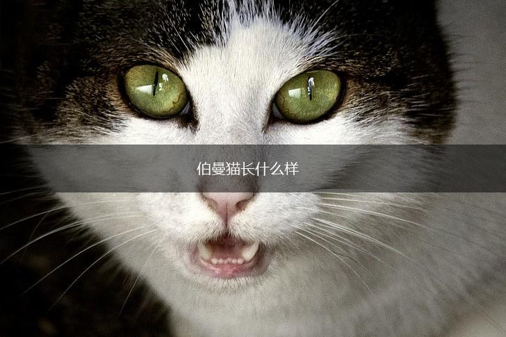 伯曼猫长什么样,第1张
