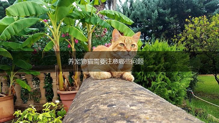 养宠物猫需要注意哪些问题,第1张
