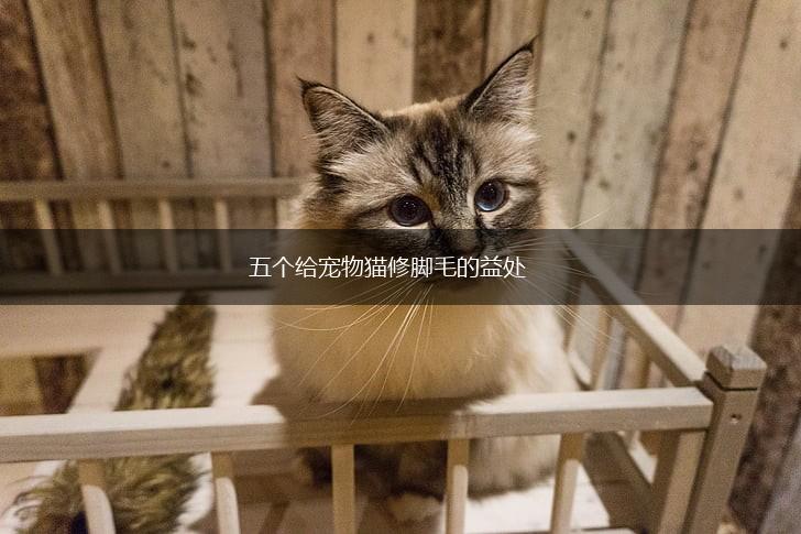 五个给宠物猫修脚毛的益处,第1张