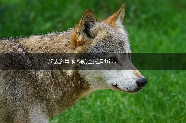 一起去避暑 狗狗航空托运4tips,第1张