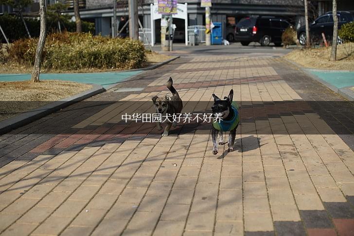 中华田园犬好养不好养,第1张