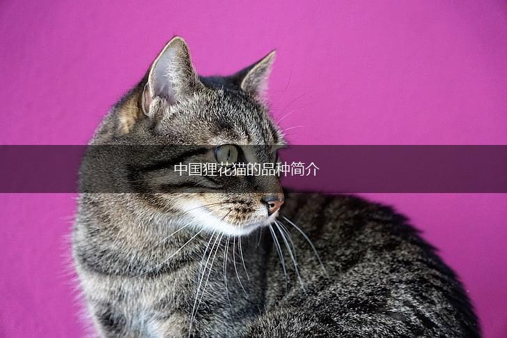 中国狸花猫的品种简介,第1张