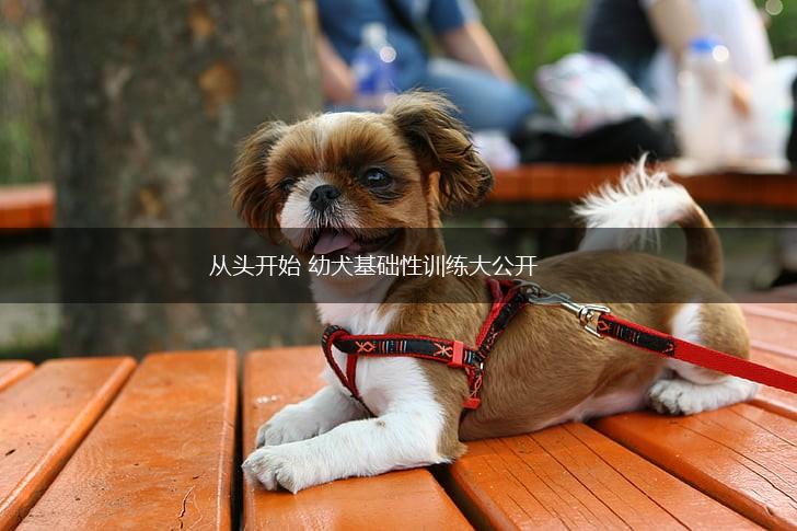 从头开始 幼犬基础性训练大公开,第1张