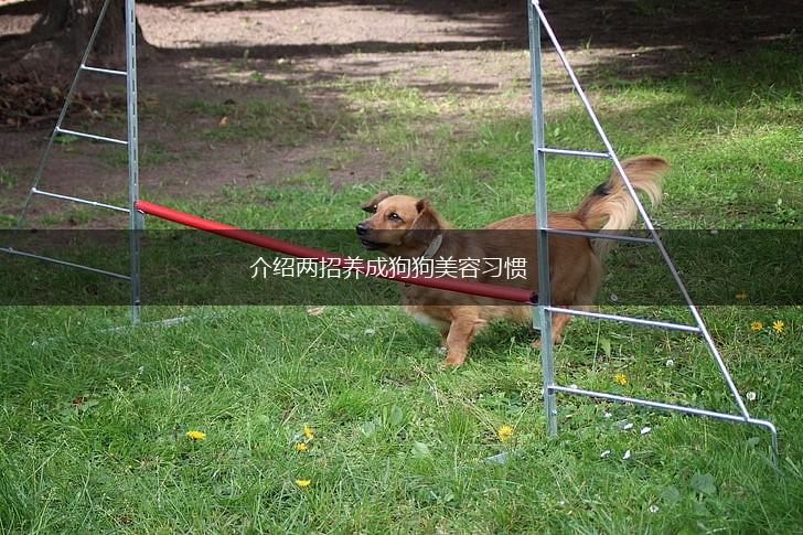 介绍两招养成狗狗美容习惯,第1张