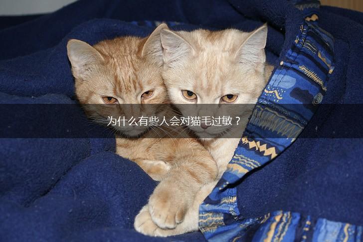 为什么有些人会对猫毛过敏？,第1张