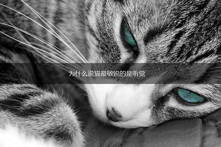 为什么说猫最敏锐的是听觉,第1张