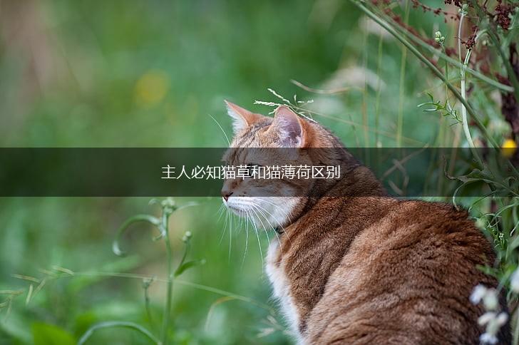主人必知猫草和猫薄荷区别,第1张