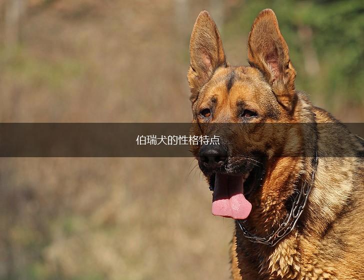 伯瑞犬的性格特点,第1张