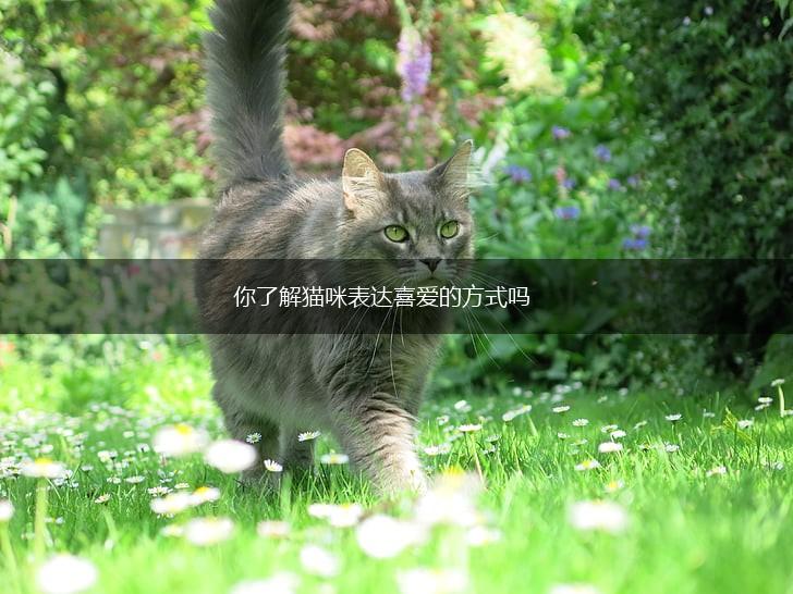 你了解猫咪表达喜爱的方式吗,第1张
