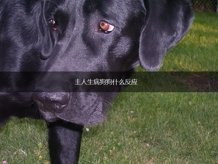 主人生病狗狗什么反应,第1张