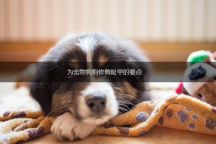 为宠物狗狗修剪趾甲的要点,第1张