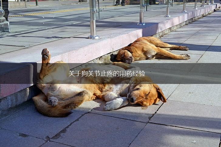 关于狗关节止疼的用药经验,第1张