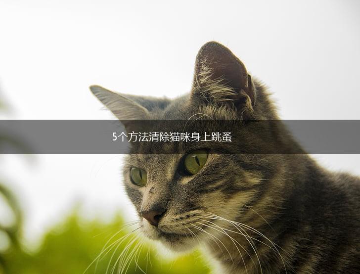 5个方法清除猫咪身上跳蚤,第1张