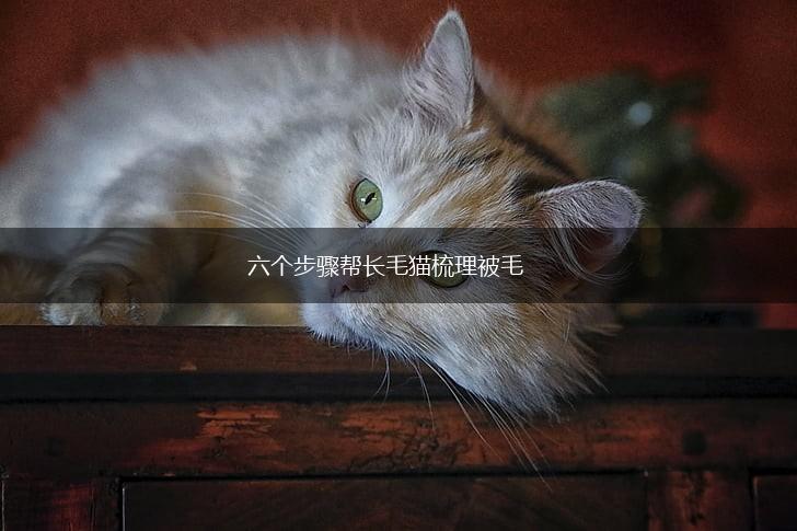 六个步骤帮长毛猫梳理被毛,第1张