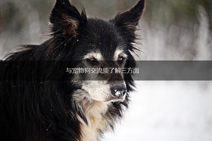 与宠物狗交流须了解三方面,第1张