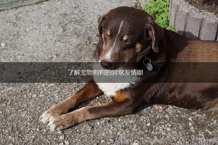 了解宠物狗狗的异常发情期,第1张