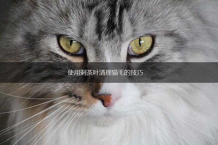 使用剩茶叶清理猫毛的技巧,第1张