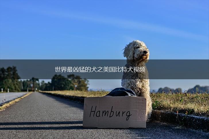 世界最凶猛的犬之美国比特犬视频,第1张