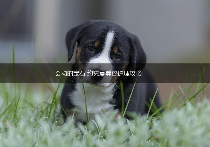 会动的宝石 约克夏美容护理攻略,第1张