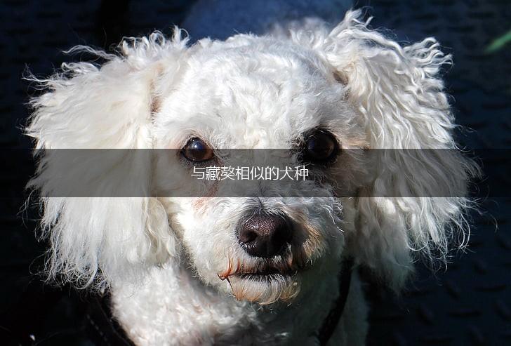 与藏獒相似的犬种,第1张