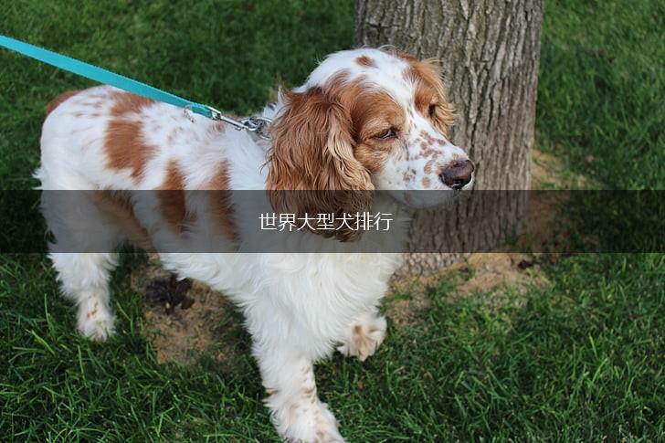 世界大型犬排行,第1张