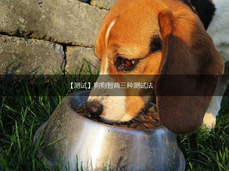 【测试】狗狗智商三种测试法,第1张