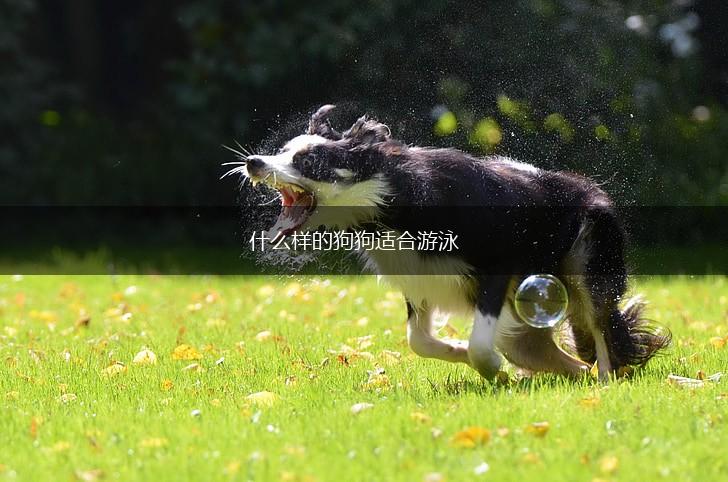 什么样的狗狗适合游泳,第1张