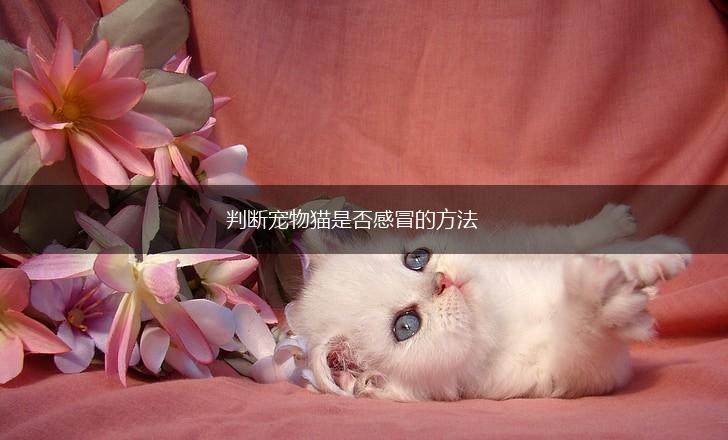 判断宠物猫是否感冒的方法,第1张
