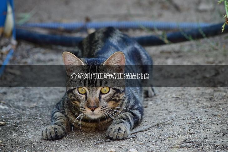 介绍如何正确矫正猫猫挑食,第1张