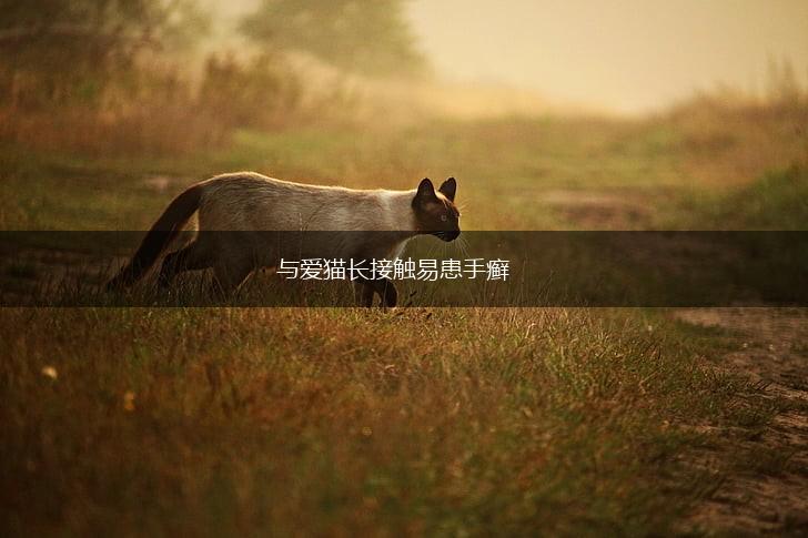 与爱猫长接触易患手癣,第1张