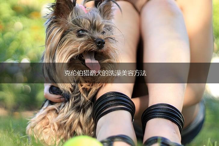 克伦伯猎鹬犬的洗澡美容方法,第1张