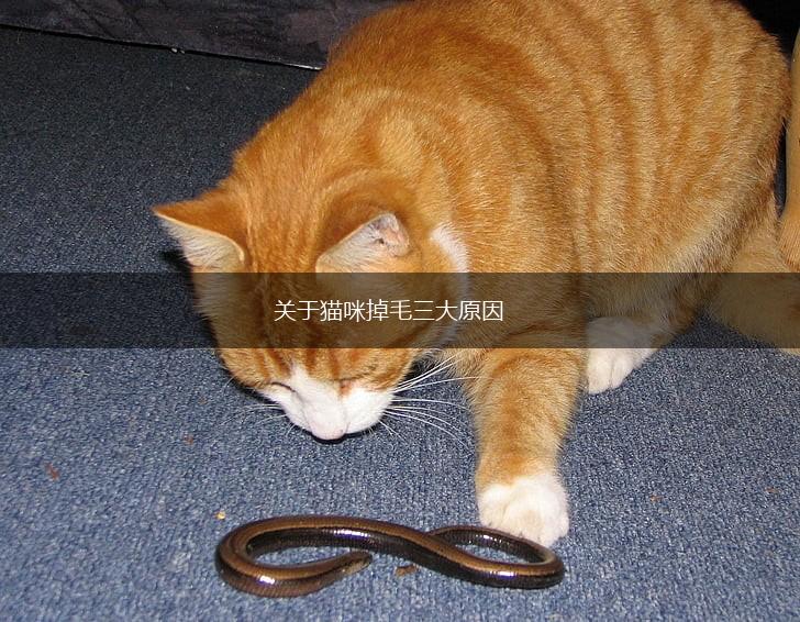 关于猫咪掉毛三大原因,第1张