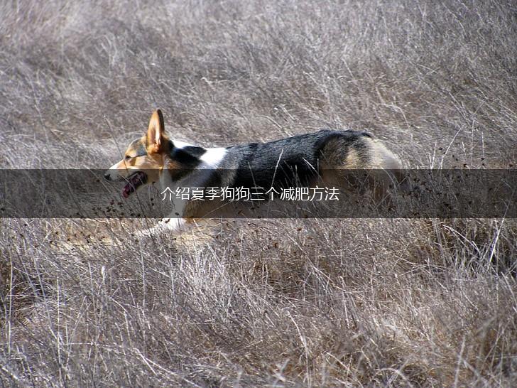 介绍夏季狗狗三个减肥方法,第1张