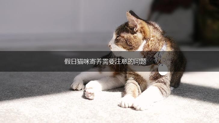 假日猫咪寄养需要注意的问题,第1张