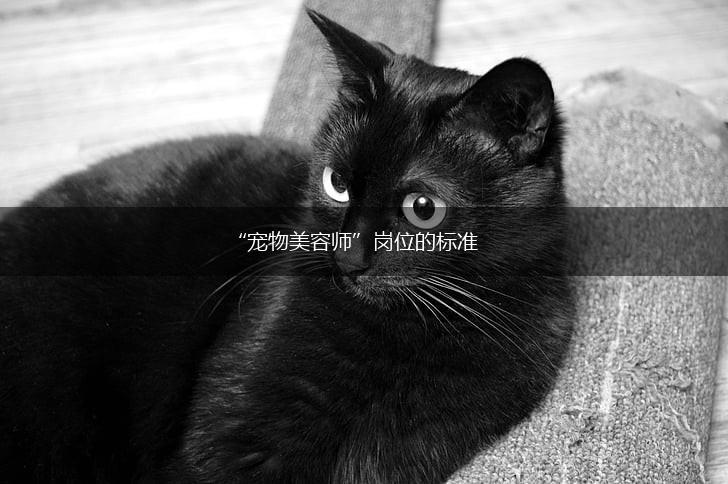 “宠物美容师”岗位的标准,第1张