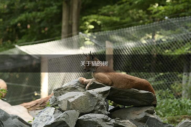 关于猫的树,第1张
