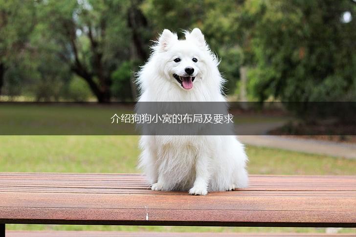 介绍狗狗小窝的布局及要求,第1张