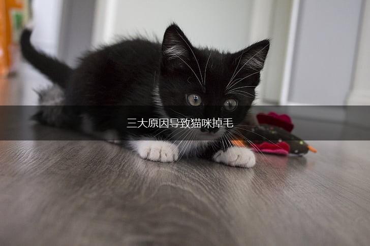 三大原因导致猫咪掉毛,第1张