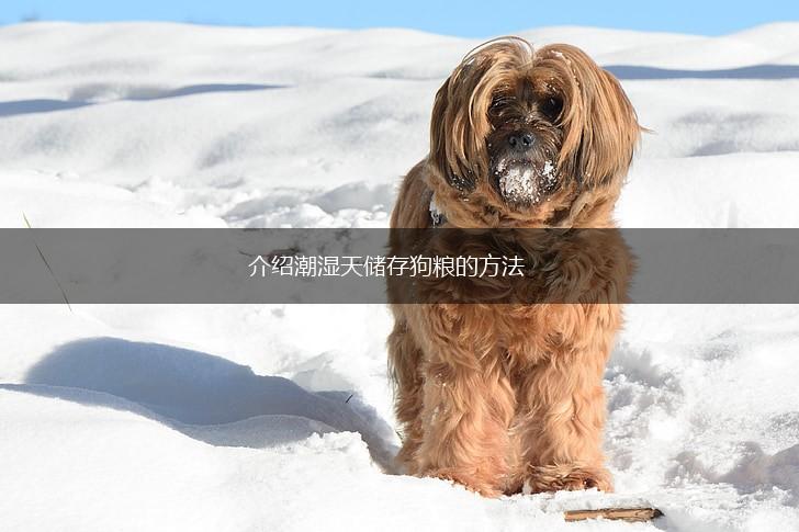 介绍潮湿天储存狗粮的方法,第1张