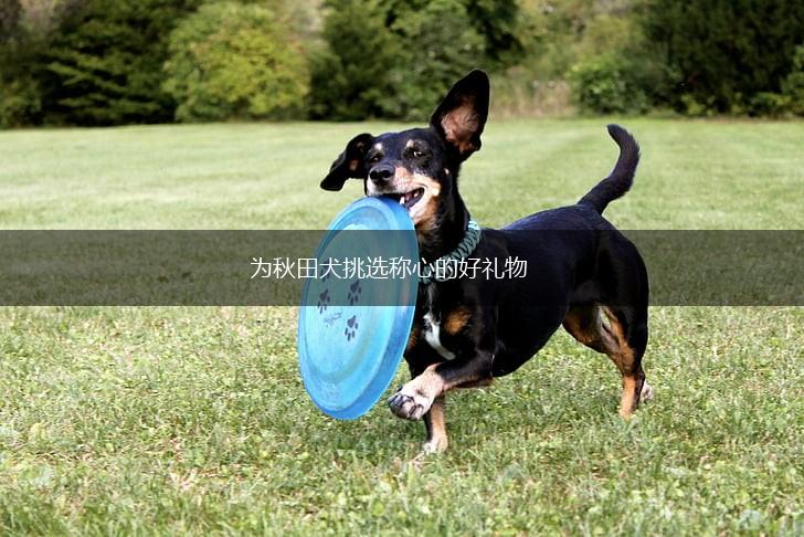 为秋田犬挑选称心的好礼物,第1张
