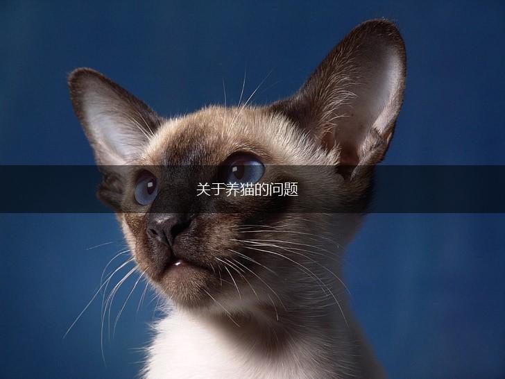关于养猫的问题,第1张